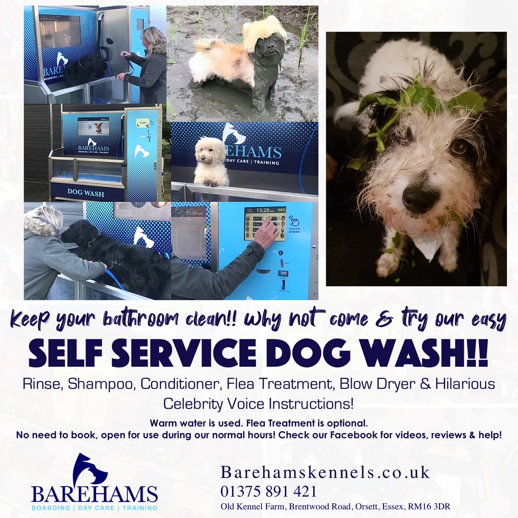 barehams dog training