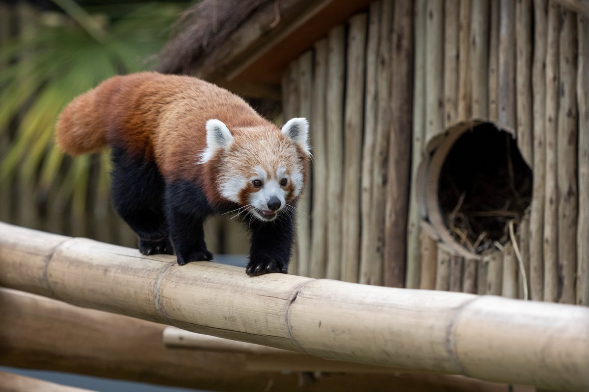 West Midland Safari Park has launched a brand-new #redpanda exhibit and luxury cottage stays!

The newly renovated cottages look out into the red panda habitat, offering an immersive experience from your accommodation. Visit our website for more🐼👉 bit.ly/3yFB0mW