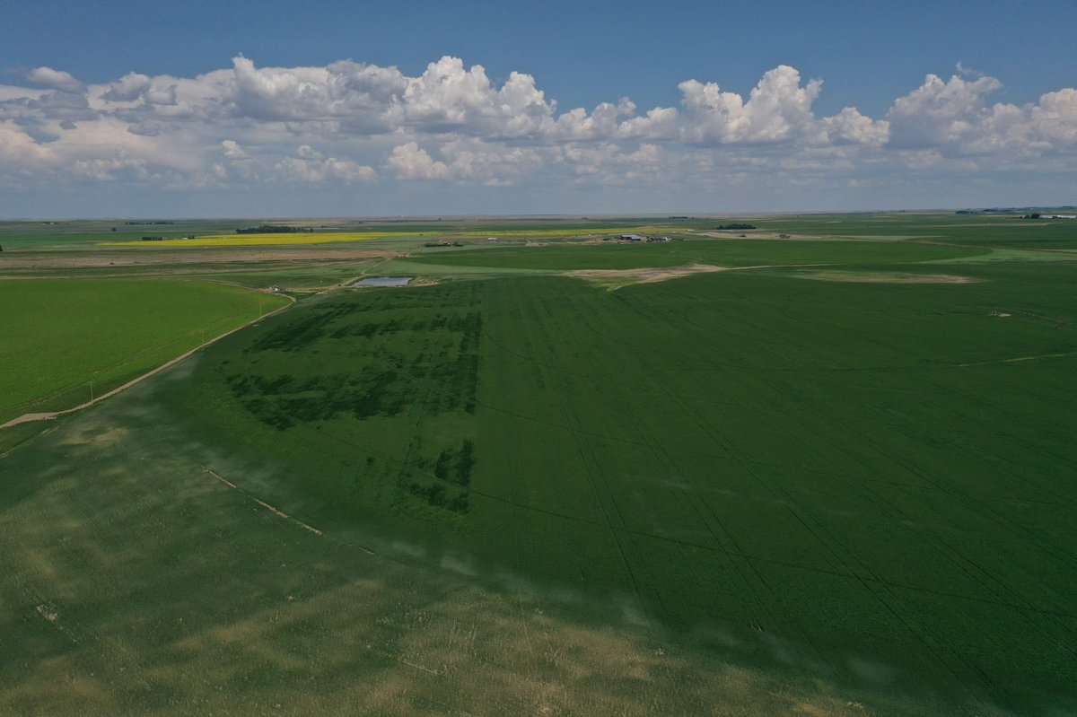 Check out the new PGR from <a href="/Syngenta/">Syngenta</a>. The stem thickening action from Moddus helps reduce lodging on a wide variety of cereals. The left part of the durum circle was an untreated check.