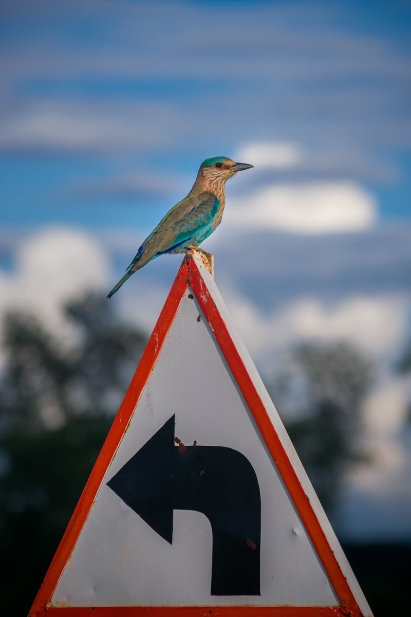 The cutest travel guide , maybe!
.
rt if you like !
.
#NikonIndia #bbcearth #IndianRoller #NatGeoIndia