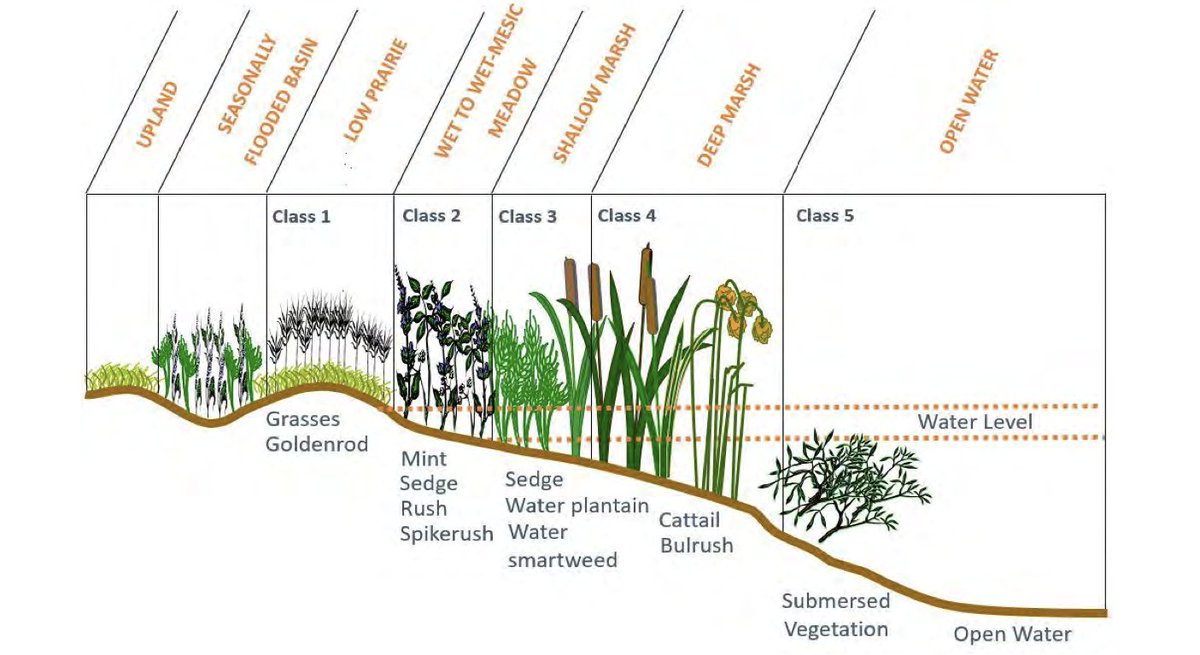 This infographic illustrates different wetland vegetation zones. 

Plants that enjoy similar soil and moisture levels are grouped together in the same classes. 

#WetlandsWednesday 
<a href="/RedRiverBasin/">Red River Basin Commission</a> <a href="/CPAWSbc/">CPAWS BC</a> <a href="/IISD_ELA/">IISD Experimental Lakes Area</a> <a href="/yourcier/">Centre for Indigenous Environmental Resources</a> <a href="/GWFutures/">Global Water Futures</a> <a href="/ducanada/">Ducks Unlimited CAN</a> @SaveLakeWpg @MinSGuillemard