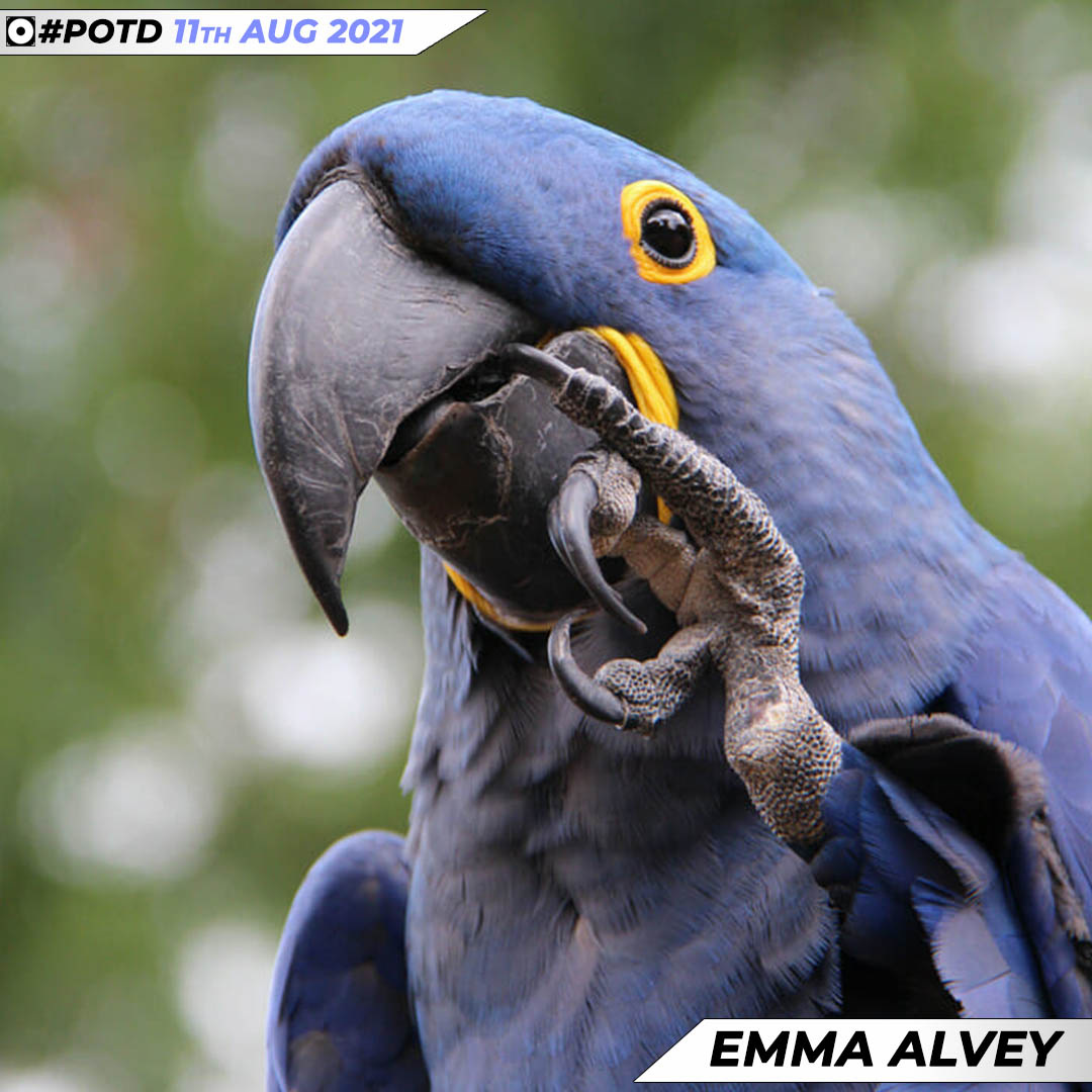 iPhotographyCo's tweet photo. Emma has been an iPhotography member since 2015 and recently been updating the gallery with some stunning shots. We're so glad to be able to showcase how she's grown into taking wonderful photographs! ⭐ #POTD #iphotograph #photographyshool #photocourse #freecourse https://t.co/MosAi0YyTV