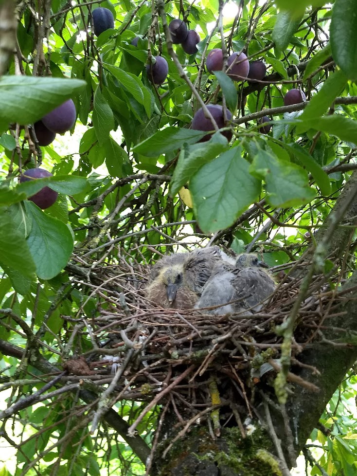 chrmys's tweet photo. Vandaag  biologische Wijnpruimen @gdekinder geplukt met nog 'n laat vogelnest Welke vogel @vogelnieuws ? in bongerd  met @DeltaplanBio, vallende bladeren en pruimen voor de schapen in @BoerenNatuurNL https://t.co/PrELYn1tD8