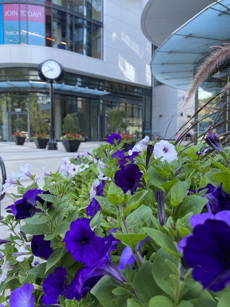 SpringGardenRd's tweet photo. Thank you to the amazing people at Blooming Gardeners for once again creating a beautiful summertime arrangement. You can see these beautiful flowers throughout Spring Garden.
#SpringGarden #Flowers #Blooming #GrowSpringGarden https://t.co/nXbJ0hCO52