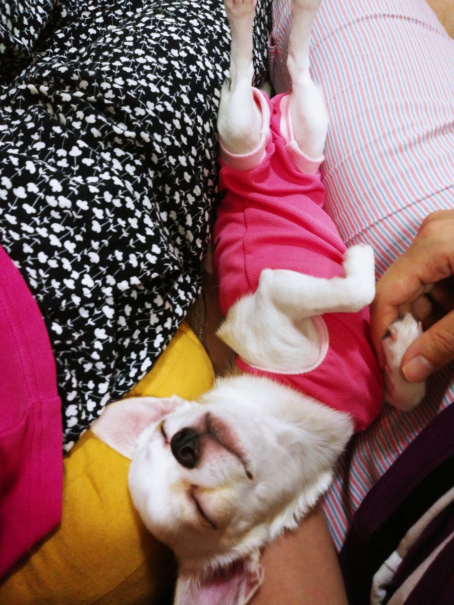 ট ইট র かすみ 私と旦那さんの間でスヤスヤ いや いびきをかいて爆睡 笑 落ち着くのかな スムースチワワ 犬との暮らし