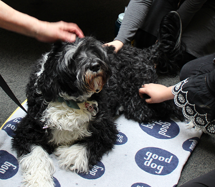 UtahPetPartners's tweet photo. Why therapy animals? Therapy animals offer affection, companionship, &amp; ease loneliness without judging. Therefore, therapy animals are often able to provide motivation for healing, help someone to open up, and reach those that other people can’t.🐾Photo: Misty #utahpetpartners https://t.co/1Q1vpIYewW