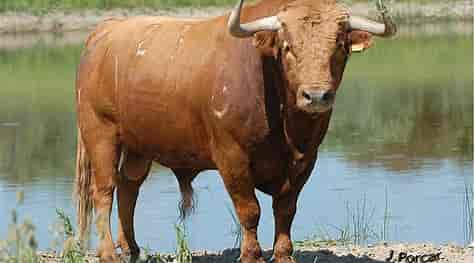 Amigo campanito 
Un dia escapó 
Rompió las barreras 
Venció las fronteras 
Conoció la libertad 
Corazón valiente 
Animal sintiente 
Fue aniquilado  
Por mala gente  
Que le atropelló 
Una y otra vez 
Sintió el dolor 
De la traición 
De seres desalmados 
Que nunca han amado