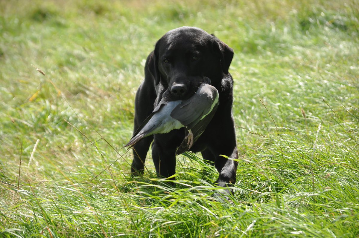 Robert Griffin tweet media