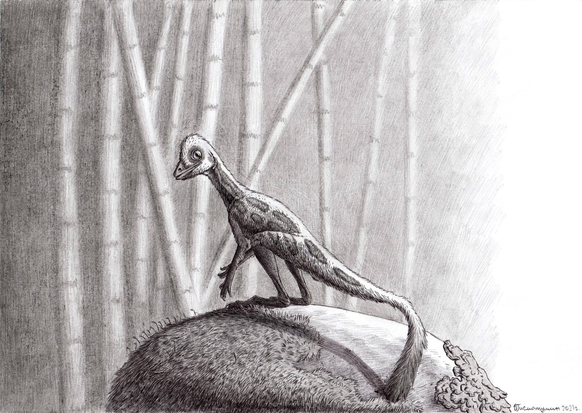 ildarotyrannus's tweet photo. A work that I wanted to do for #TriassicWeek, but didn't finish in time. This is Lagerpeton chanarensis, a small pterosauromorph ornithodiran from late Triassic of Argentina. Based on skeletal reconstruction by Maurissauro: https://t.co/pmybhAmS5x
#lagerpeton #paleoart https://t.co/7A0DmdUg9D