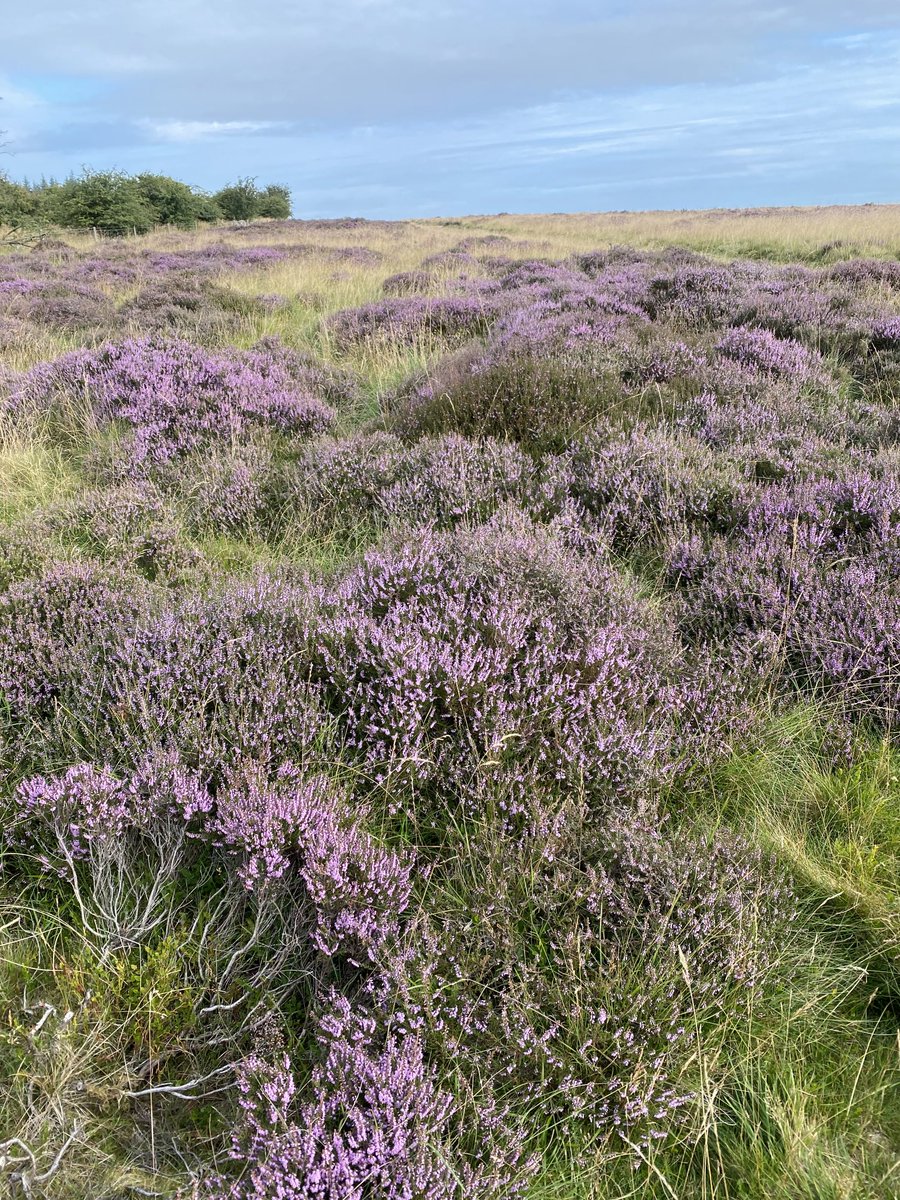 ⁦<a href="/ElmTreeBees/">Chris Manton</a>⁩ ⁦<a href="/ApidaeHoney/">Paul Horton (Apidae Honey)</a>⁩ ⁦<a href="/PontsHoney/">Ponts Honey</a>⁩ Heather looking nice today on NYM bees were working well this afternoon