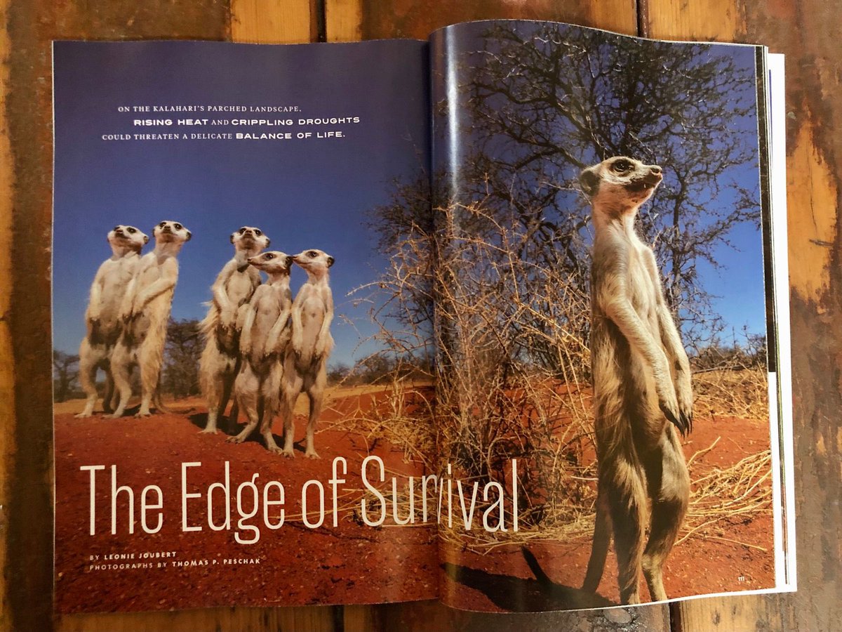 AndreaFuller06's tweet image. It’s so cool to have @KalahariProject and four of my PhD students (one in her other role as a vet) featured in the August issue of National Geographic. A great story with incredible photography and artwork. @NatGeo @Tswalu @Suzuki_ZA