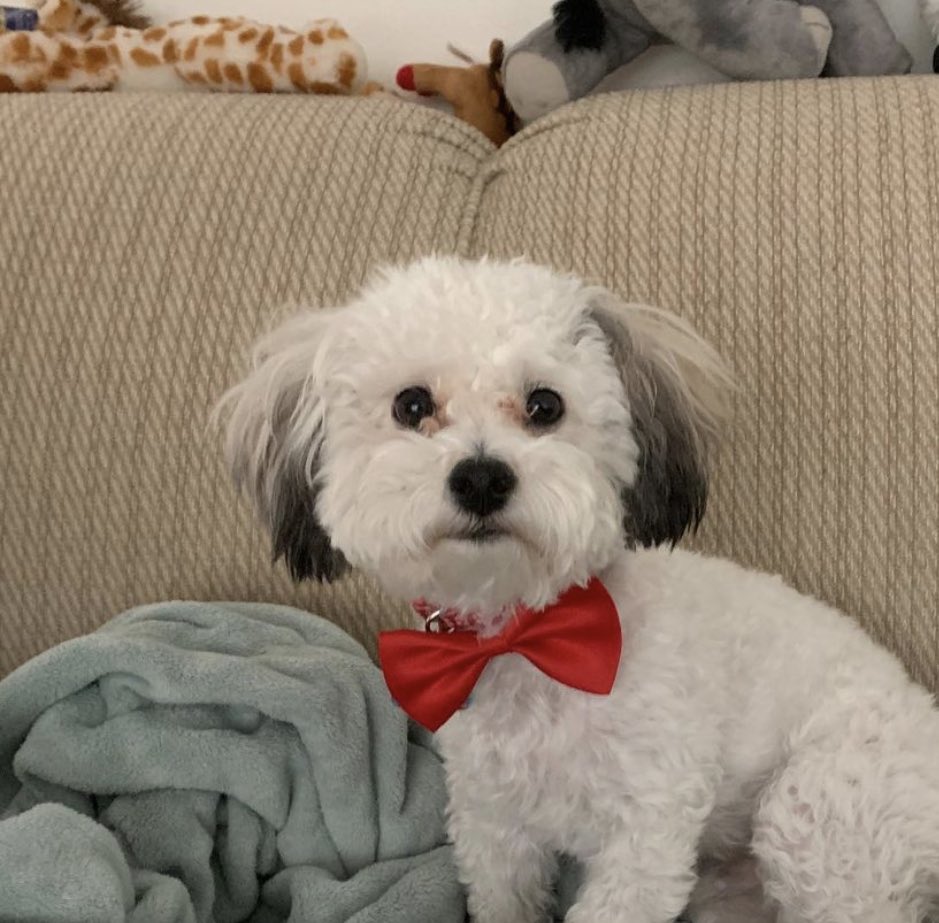 LyraWix's tweet photo. Post a pic of your PET as leader of an underground organization without downloading any new pics. https://t.co/T6bQCpsAij