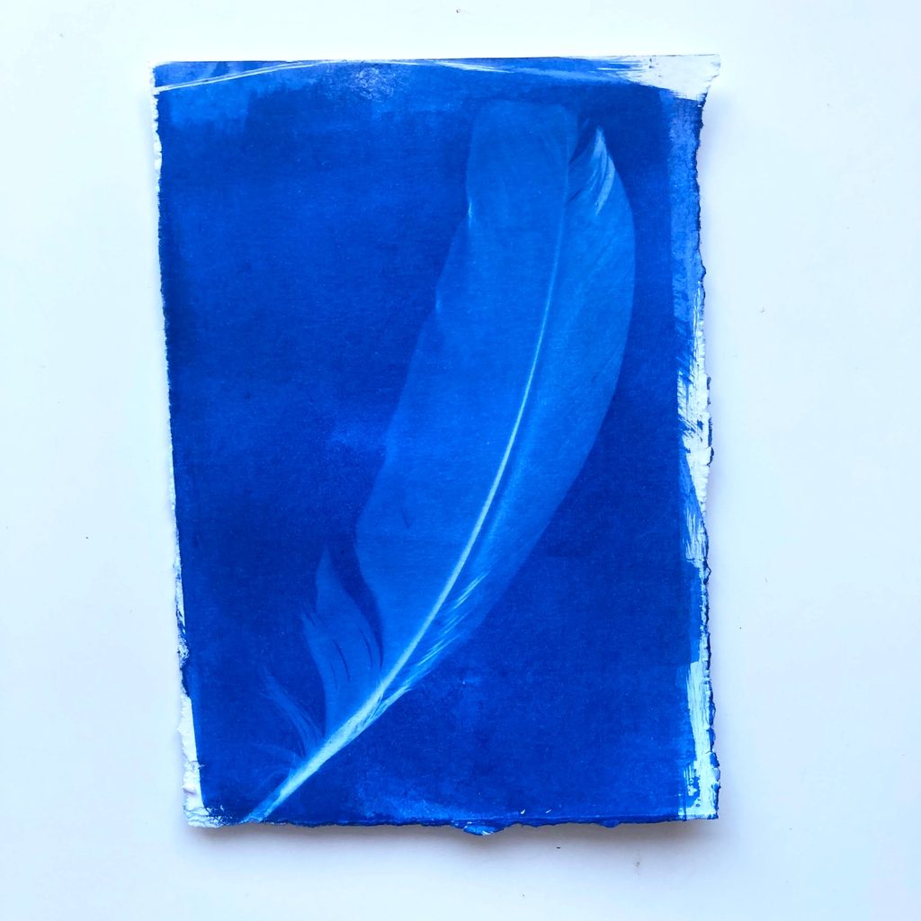 Another snapshot from my recent Cyanotype printing afternoon, I am astonished but the level of detail the process is able to capture. I particularly enjoy the white in the centre of the feather showing its denser more opaque features. t