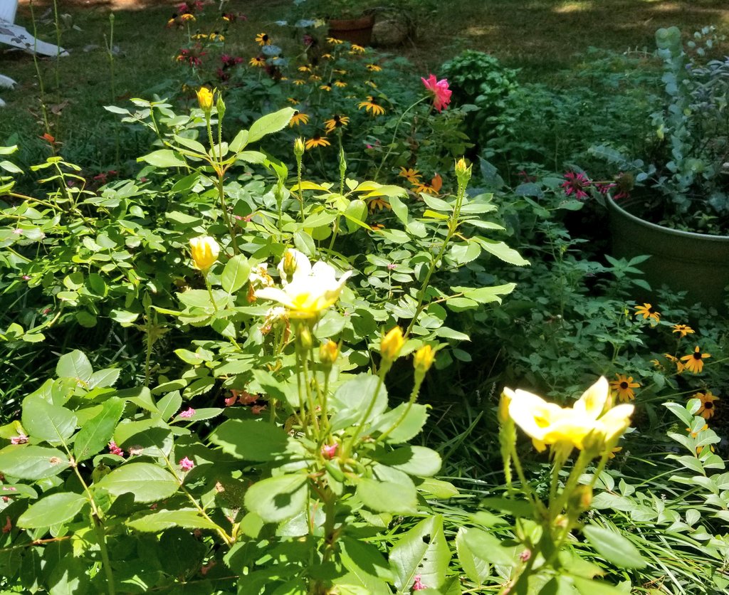Wretched, destructive and relentless #japanesebeatles have been feasting on my rosebushes all summer. As soon as we get blooms, they descend for the feast. Unless you literally check every 30 minutes, the blooms will be gone before supper.

#gardening #FirstWorldProblems