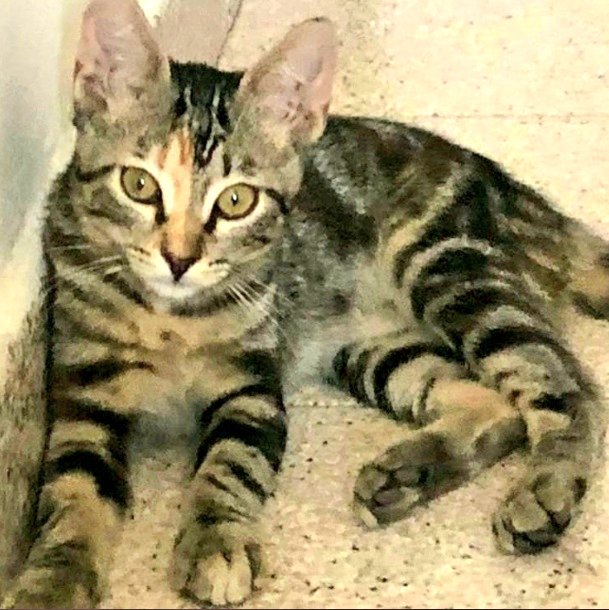 #VALENCIA. URGENTISIMO 🆘🆘🆘 ACOGIDA YA..  O LO DEJAN EN LA CALLE.💔