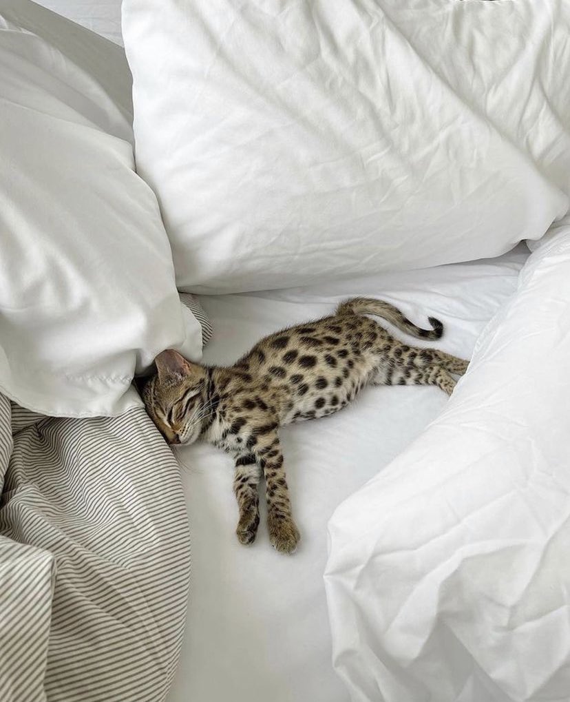 trop beau j'en veux un