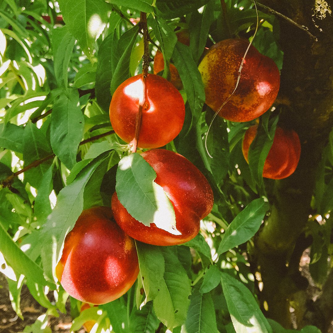 Nectarine varieties followed one another during the summer. When the sugars and hardness are in optimal condition, it’s the moment!