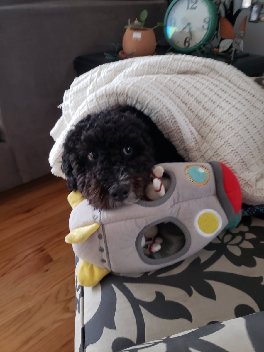 lillyjhuertas's tweet image. This is Lexington...and he doesn't give a shit!  Well actually he gives a few of those every day...Luv him 💝