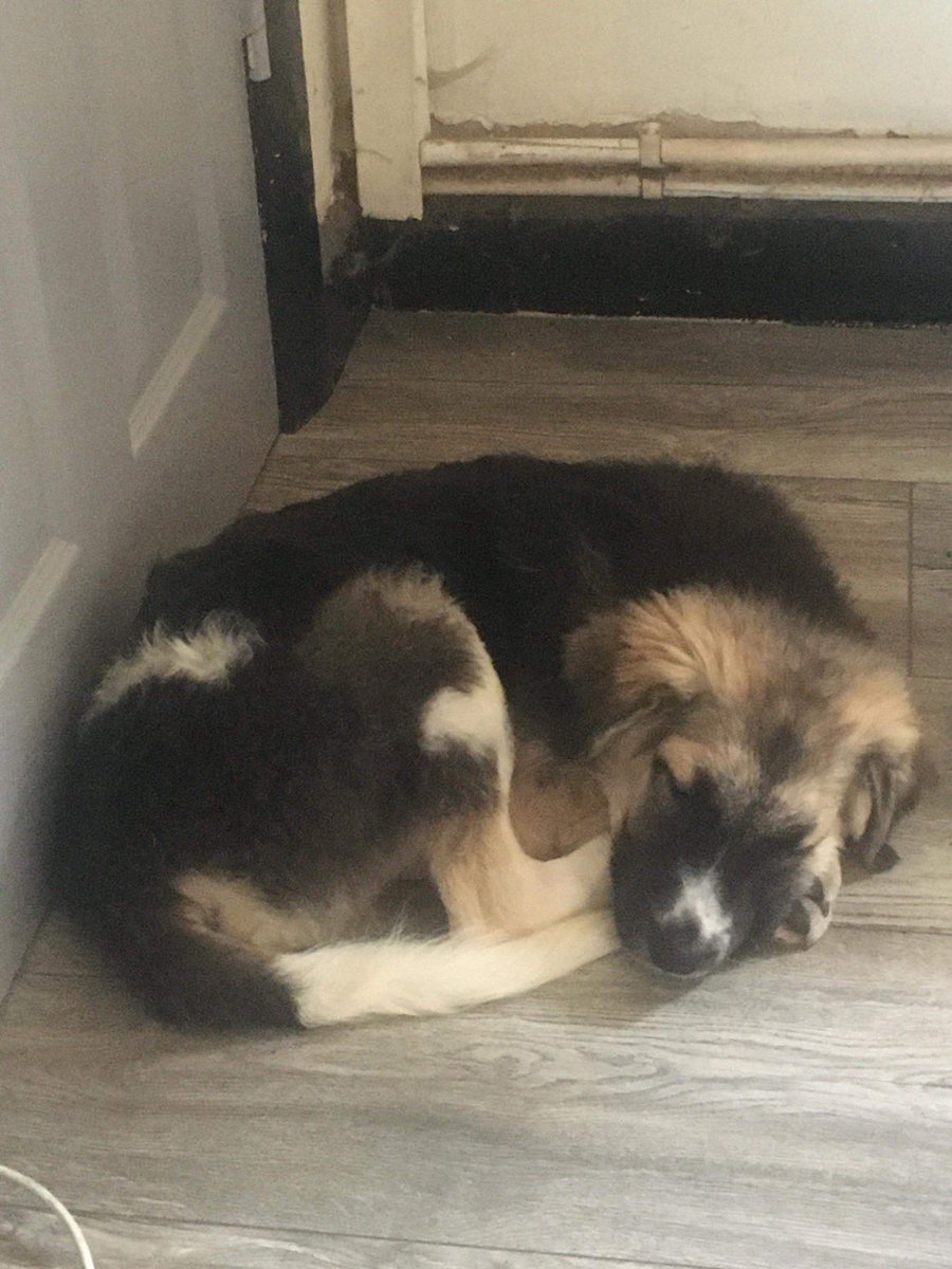 #pupdate max has settled into his new family already! What a stunning little lad 😍 #rescuepup #rescuewithoutborders