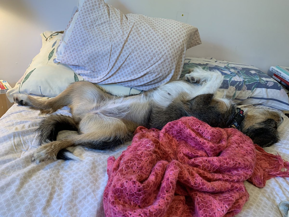 robvanstone's tweet photo. @murraylp and I just finished recording the Rider Rumblings podcast. Here is an early review from my dog. #pawedcast https://t.co/xv6EgH4QWz