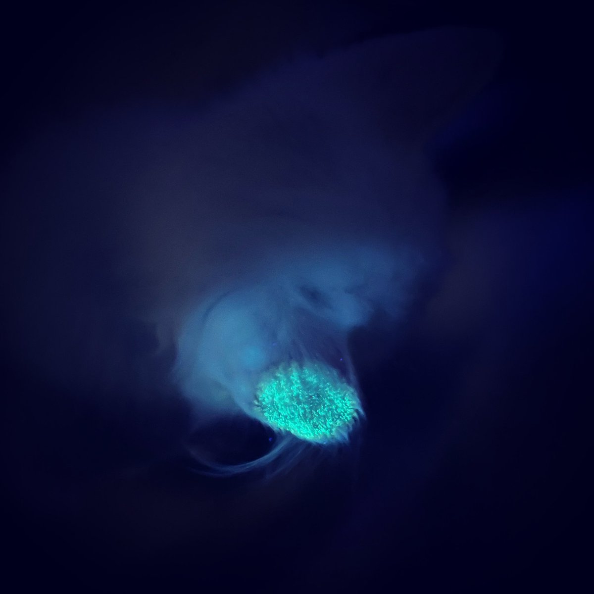 dr. mgz1995 tweet media