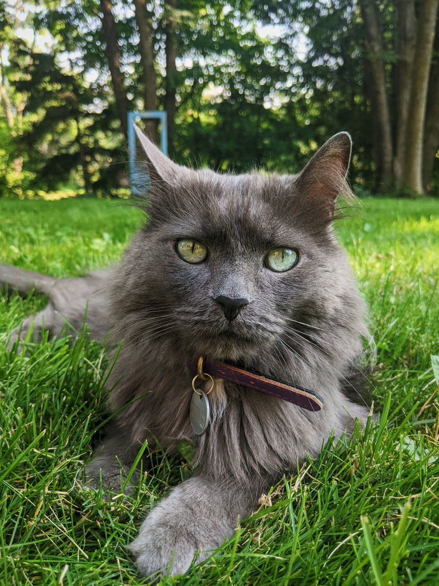 BoxbriteTech's tweet image. As a popular animal choice for the Boxbrite team, it is no surprise a cat photo won for our &quot;Green&quot; theme. Taken by Alina, titled &quot;Green eyes and green grass,&quot; this photo features Carter, who enjoys roaming freely around town and soaks up every bit of the summer weather.