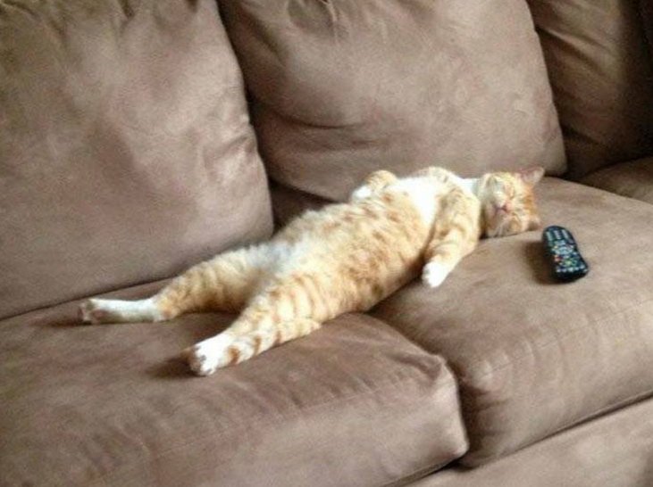 Устал прилег. Кот на диване. Коты на диване. Котик лежит. Кот развалился на диване.