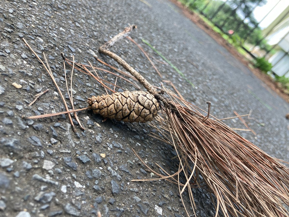 夏目はるか على تويتر 今日のお花 は松です 偶然落ちてた松ぼっくり 花言葉 不老長寿 勇敢 永遠の若さ 慈悲 いつも気に留めないものに目を配るのも楽しいなぁなんて思いました 今日のお花 花 Photo 写真 写真で伝えたい私の世界 キリトリ 夏目はるか على تويتر 今日のお花 は松です 偶然落ちてた松ぼっくり 花言葉 不老長寿 勇敢 永遠の若さ 慈悲 いつも気に留めないものに目を配るのも楽しいなぁなんて思いました 今日のお花 花 Photo 写真 写真で伝えたい私の世界 キリトリ