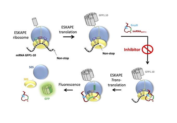 Safe and easy in vitro evaluation of tmRNA-SmpB-mediated trans-translation from ESKAPE pathogenic bacteria 