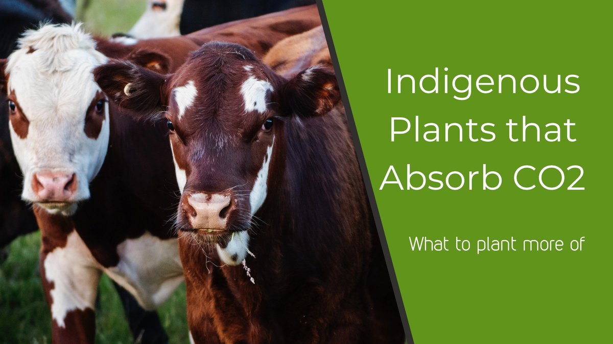 South Africa is home to one of the best plants to fight against climate change! Find our latest blog at ecopack.co.za/indigenous-pla… and let us know what changes you'll be making 🍃