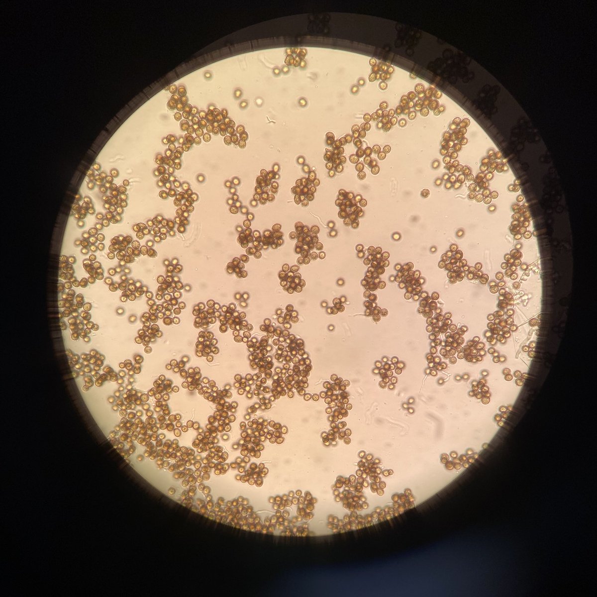 TheAlyssaButler's tweet photo. My first experience with Common smut! I think it’s one of the coolest plant diseases I’ve seen! https://t.co/FZqcidluSG