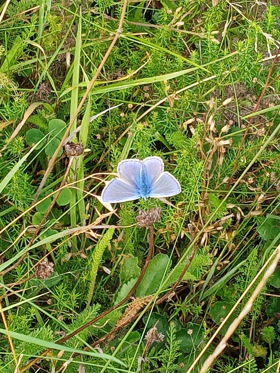 RoadFarmRamblin's tweet photo. Lovely wander in the #prettyfield this afternoon. Gorgeous Common Blue butterflies basking, patches of Harebells and found an interesting #YetToBeIdentified sitting on an ant nest too! 💚 https://t.co/CrlCzGpWpu