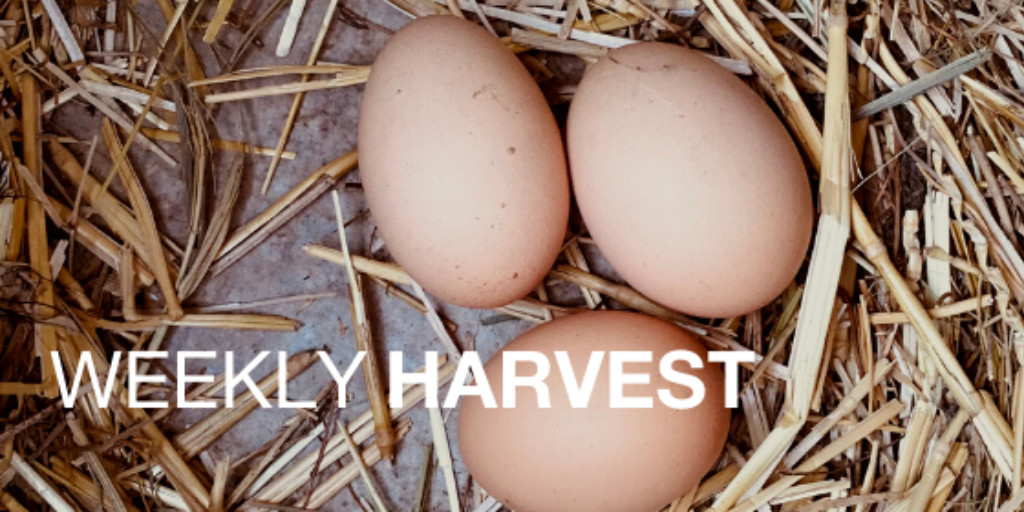 This time in #ATTRA Weekly Harvest: #HealthySoils, organic grain farming, &amp; improving #farm profitability with #CoverCrops &amp; moisture sensors. Plus events, funding opportunities, &amp; our latest resources. Free online: bit.ly/3AwICsk