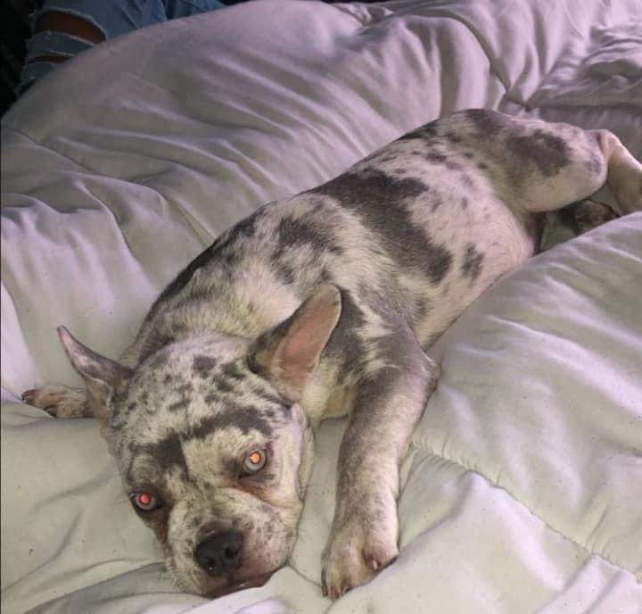 rosiedoc666's tweet photo. Milks, Where are you?!?
It's crazy how you just disappeared, you could be anywhere now, with anyone but I still pray for a safe return, we will find you ππ
#6MonthsGoneBy
#FindMilks
#StolenFrenchie
#FamilyPet
https://t.co/nhyQxvbuLw https://t.co/DzKQHYUoE4