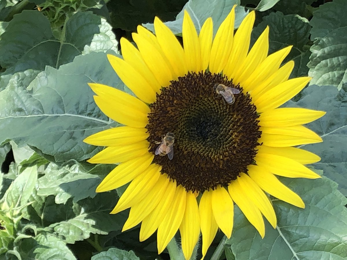 Todd S. - Battlefieldfarms tweet media