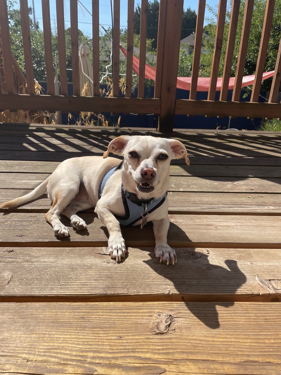 Aliza Kaplan tweet media