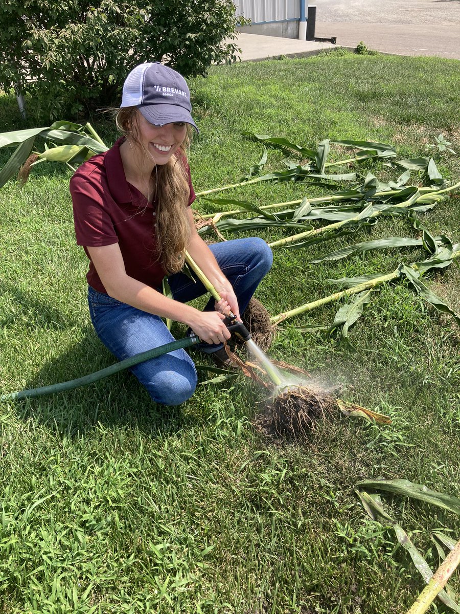 YountAg13's tweet photo. Doing some root digs with Brevant Intern @anna_bohlken and @crank1n3 proving the question #WhynotBrevant when paired with the #HelenaAcre. @BrevantseedsUS @HelenaAgri https://t.co/JKb20NDSRq