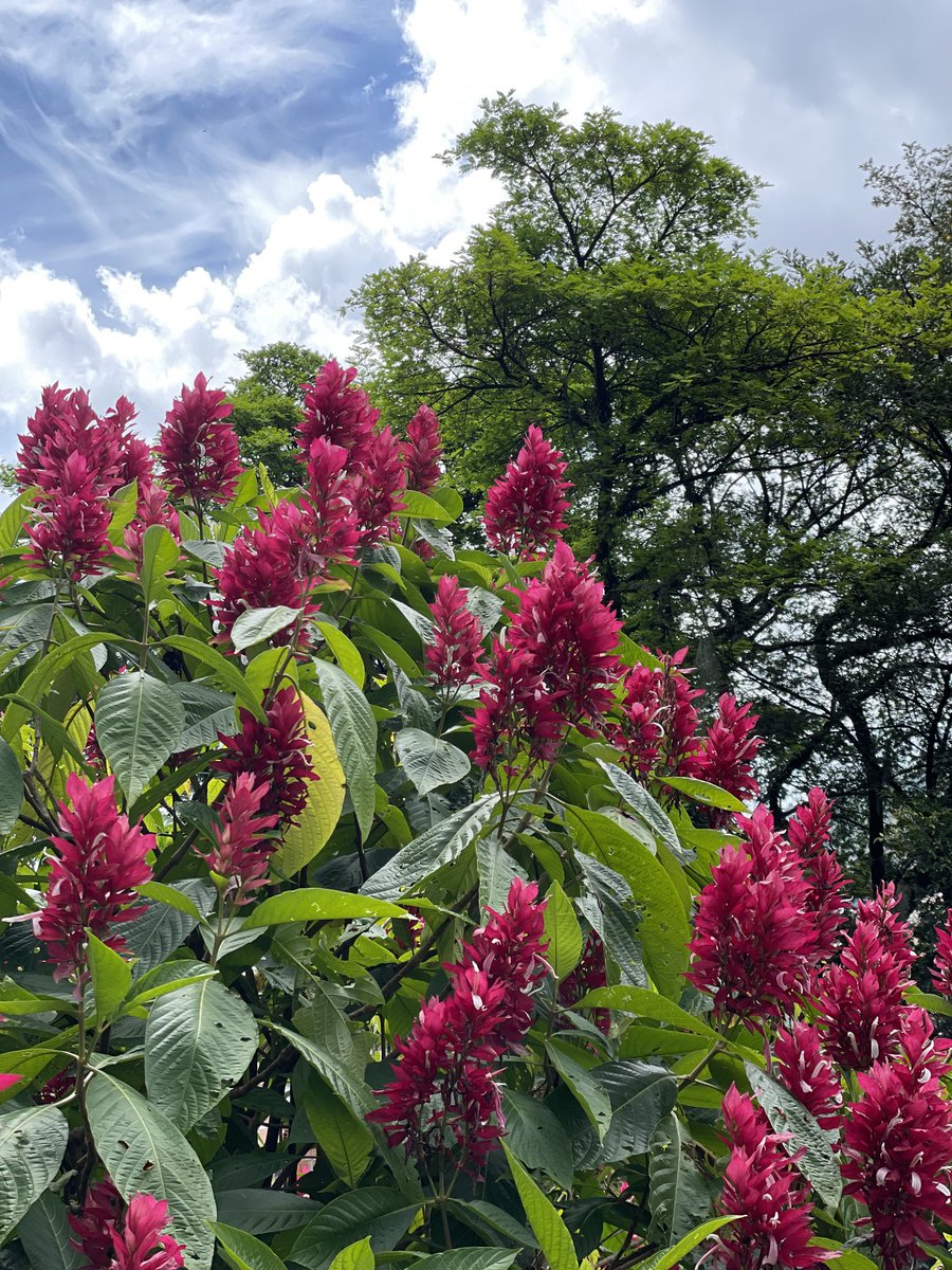 luceritofundac's tweet photo. En L U C E R I T O 🌟 también le brindamos bienestar a la vida de nuestros pacientes 👨‍👩‍👧‍👦 con las flores y colores 🎨 de nuestros jardines y paisajes. https://t.co/tDZbOd0tUE