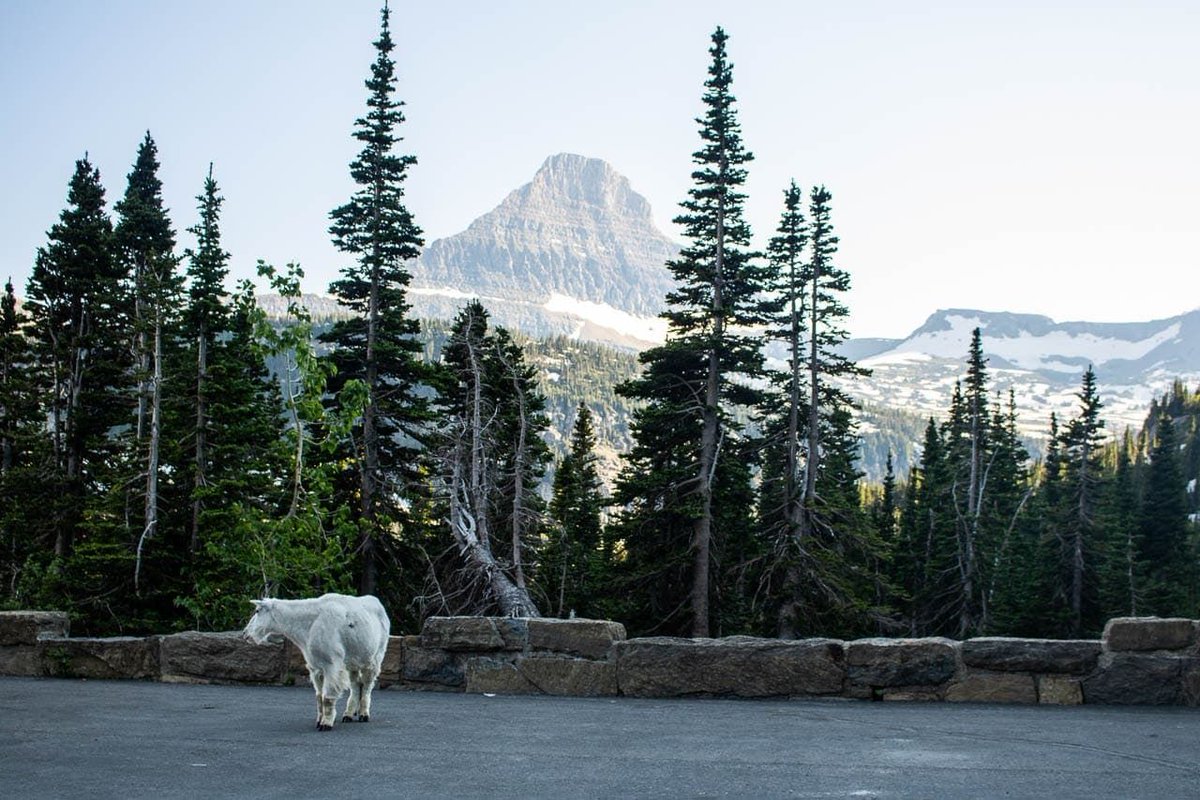 ParksExperience's tweet photo. 23 Best Going-to-the-Sun Road Highlights, Stops &amp; Scenic Spots https://t.co/hMH3lWux2I @GlacierNPS @GNPConservancy @PursuitGlacier @visitmontana  #glaciernationalpark #glaciernps #GTTSR #goingtothesunroad #montana #glacier #parkexperiences https://t.co/0BOzvzzUU9
