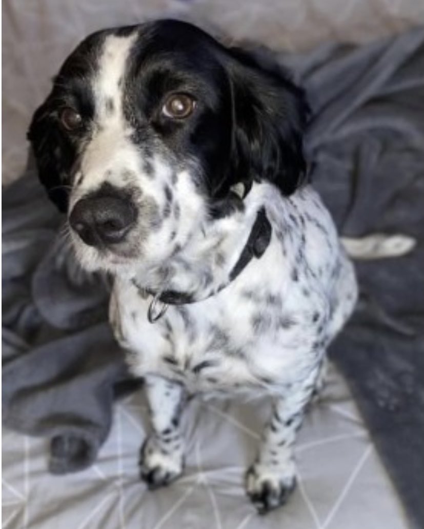 #SpanielHour 

CASSIE did she escape from garden? OR WAS SHE TAKEN? 21/3/21 
#LittleHulton area of #Manchester #M38 
Female/adult Black&white (scar under neck) 
CHIPPED 
Where is CASSIE now? 

doglost.co.uk/dog-blog.php?d…