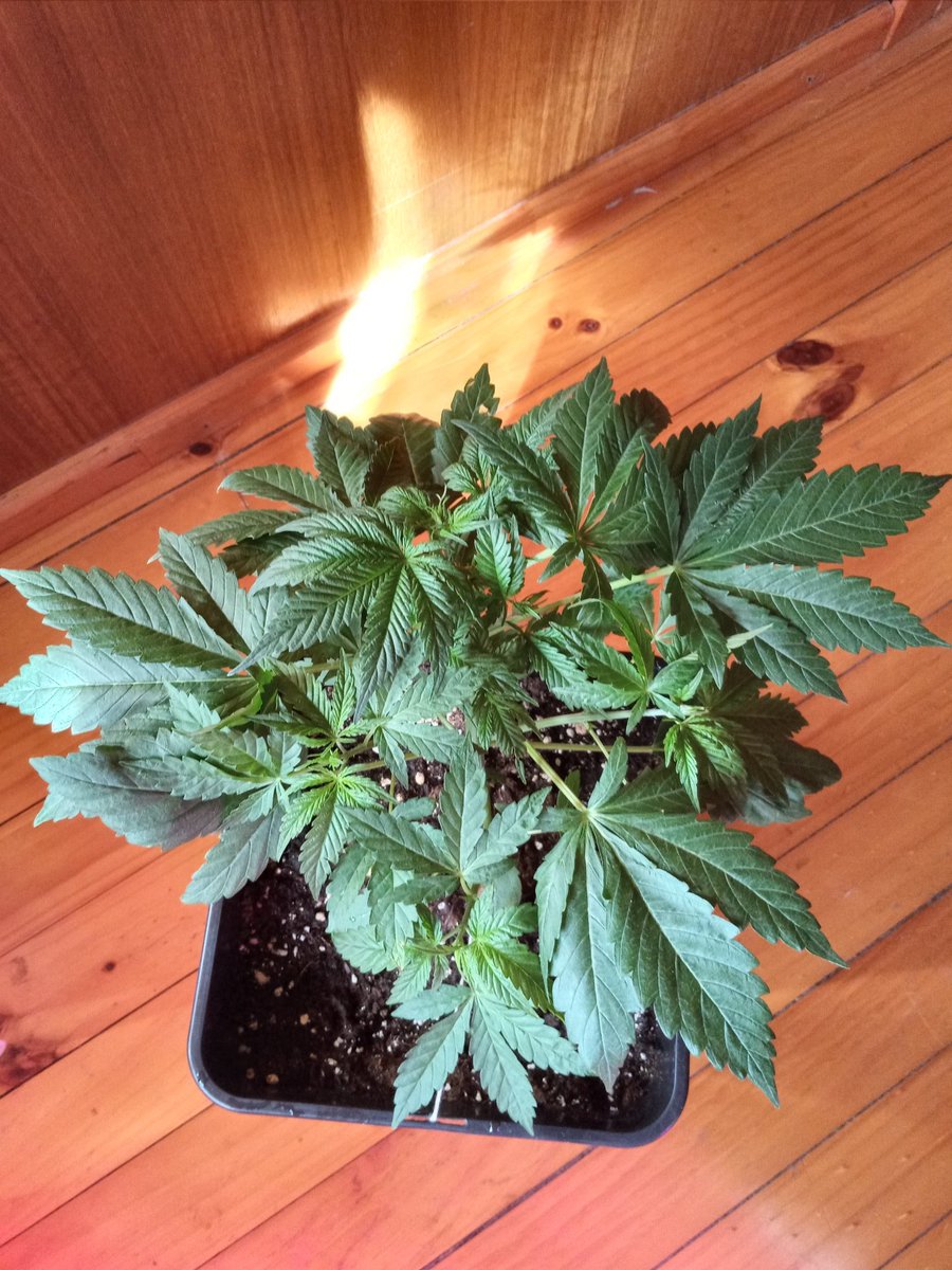 HSalcedo7's tweet photo. #AutoAk47 cuatro semanas.
#LST
#Autocultivo ๐จ๐ผโ๐พ๐ฑ https://t.co/90nyv8Vw9F