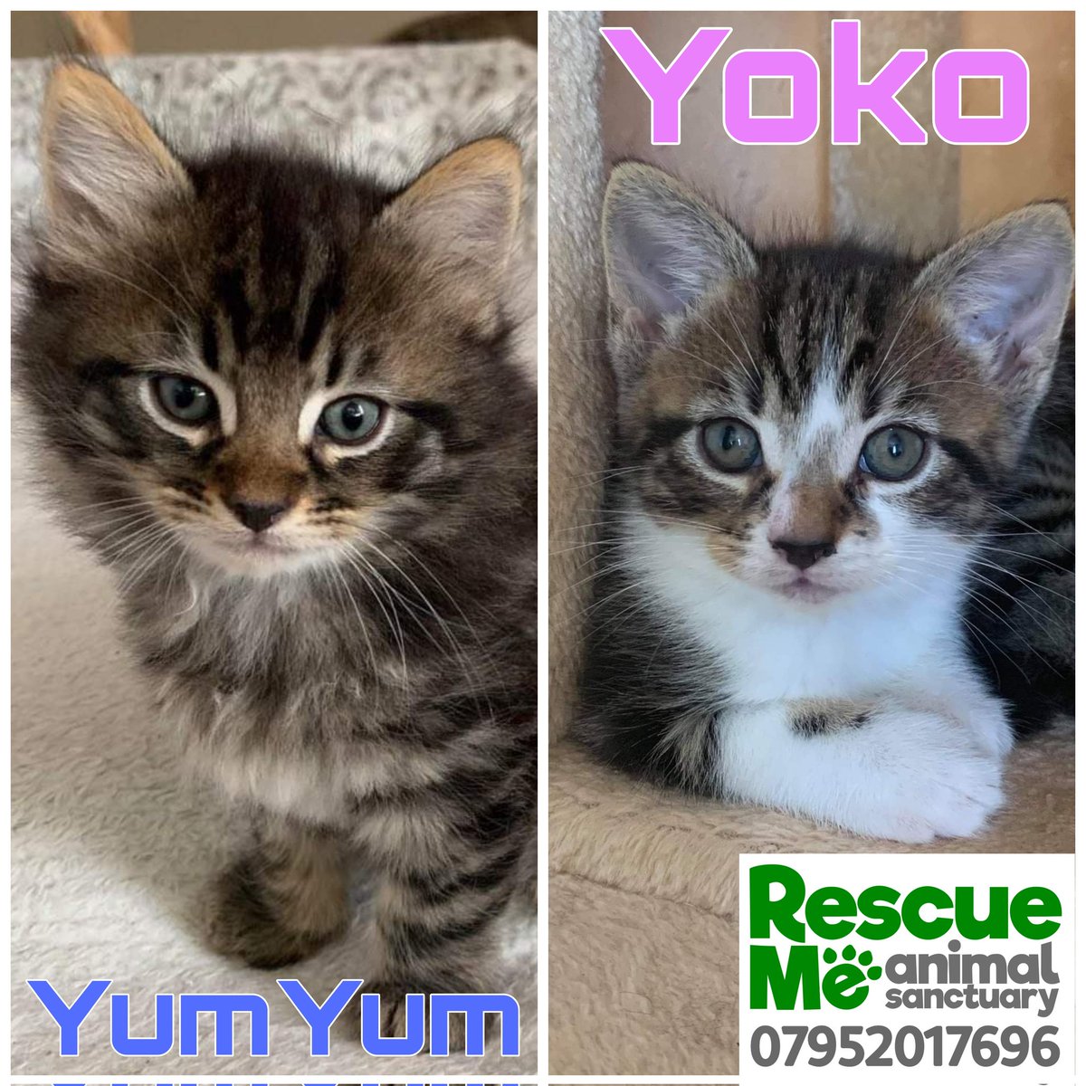 rescuemeanimal's tweet photo. And there is more ..... We have around 25 kittens ready for homing at the moment 😱 Spread the word #AdoptDontShop #AdoptMe #Liverpool #whiskerswednesday #InternationalCatDay #CatsOfTwitter #Kittens https://t.co/gHhJzSCAxt