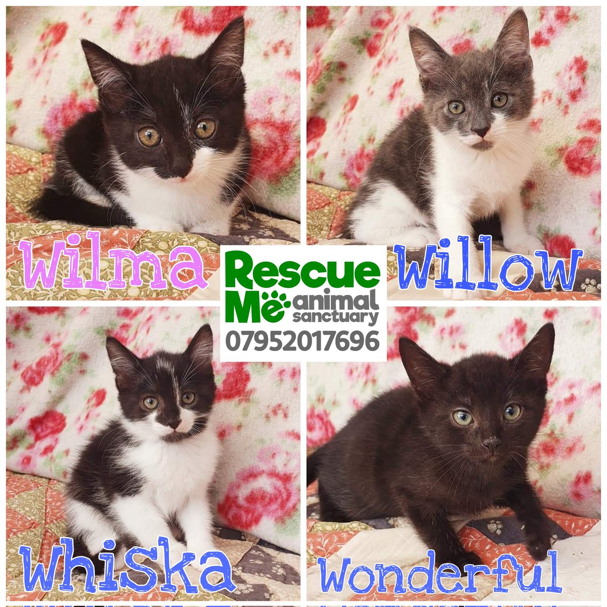 rescuemeanimal's tweet photo. And there is more ..... We have around 25 kittens ready for homing at the moment 😱 Spread the word #AdoptDontShop #AdoptMe #Liverpool #whiskerswednesday #InternationalCatDay #CatsOfTwitter #Kittens https://t.co/gHhJzSCAxt