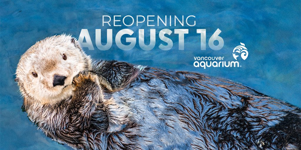 The Vancouver Aquarium is excited to officially reopen on Monday, August 16th. Everyone is invited to come celebrate the reopening of one of the most iconic attractions in Vancouver. Check out vanaqua.org to find out details. #vanaqua #lovevancouver