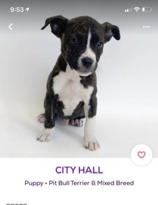 petfinder names tweet media