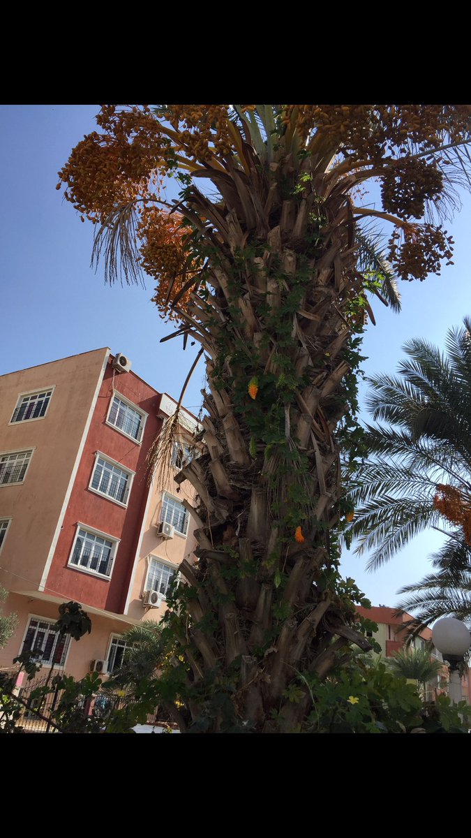 SONGÜL ERKOÇ tweet media