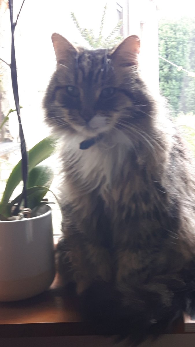 Sparrowgrass19's tweet photo. @Catheri77148739 Catherine, lovely lady, Frodo and me send you love and purrs x https://t.co/F9CAPsadyG