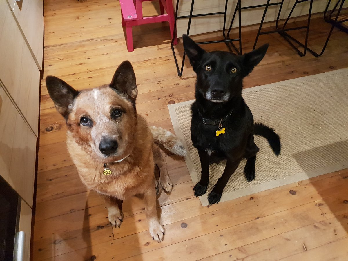 BlackKelpie tweet media