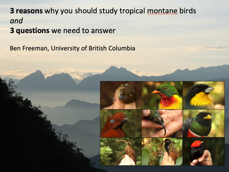 BenGFreeman1's tweet image. tune in 2 pm EST tomorrow for an absolute banger of a #2021AOS_SCO syposium: &quot;The evolutionary ecology and conservation of mega-diverse tropical montane avifaunas&quot;

all lightning talks, so you will hear about a ton of ridiculously cool science in one hour