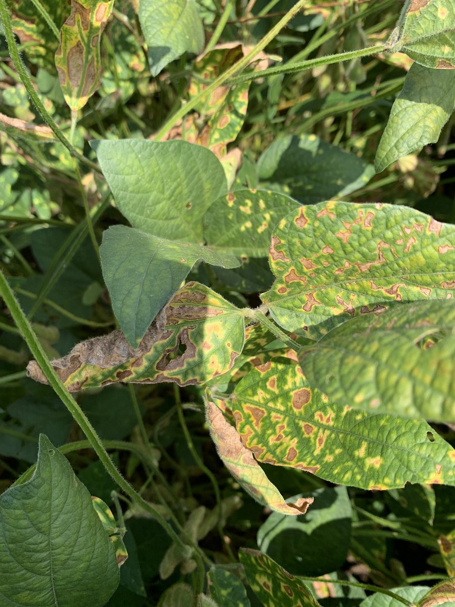 baldpathologist's tweet photo. Phytotixicity can result following an application with a fungicide that contains a DMI (or triazole). However, additional factors such as adjuvant and soybean variety can impact phyto severity. Typically, 0.125% v/v COC can reduce severity if an adjuvant is needed #mscrops https://t.co/I2u6VIcDcb